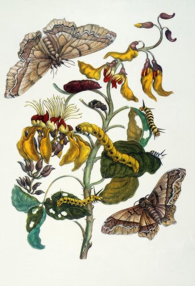 M.S. Merian, Coral Tree and Silkworm by Maria Sibylla Merian